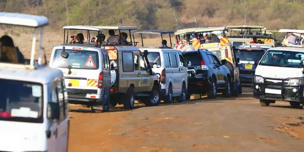 Autos drängen sich um Löwe