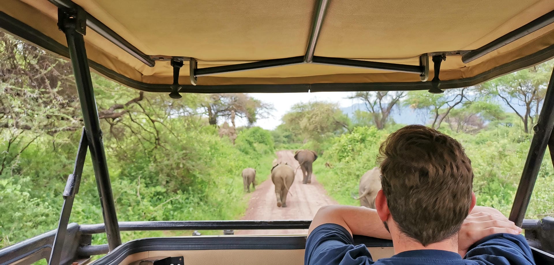 Elefanten auf der Strasse im Lake Manyara Nationalpark