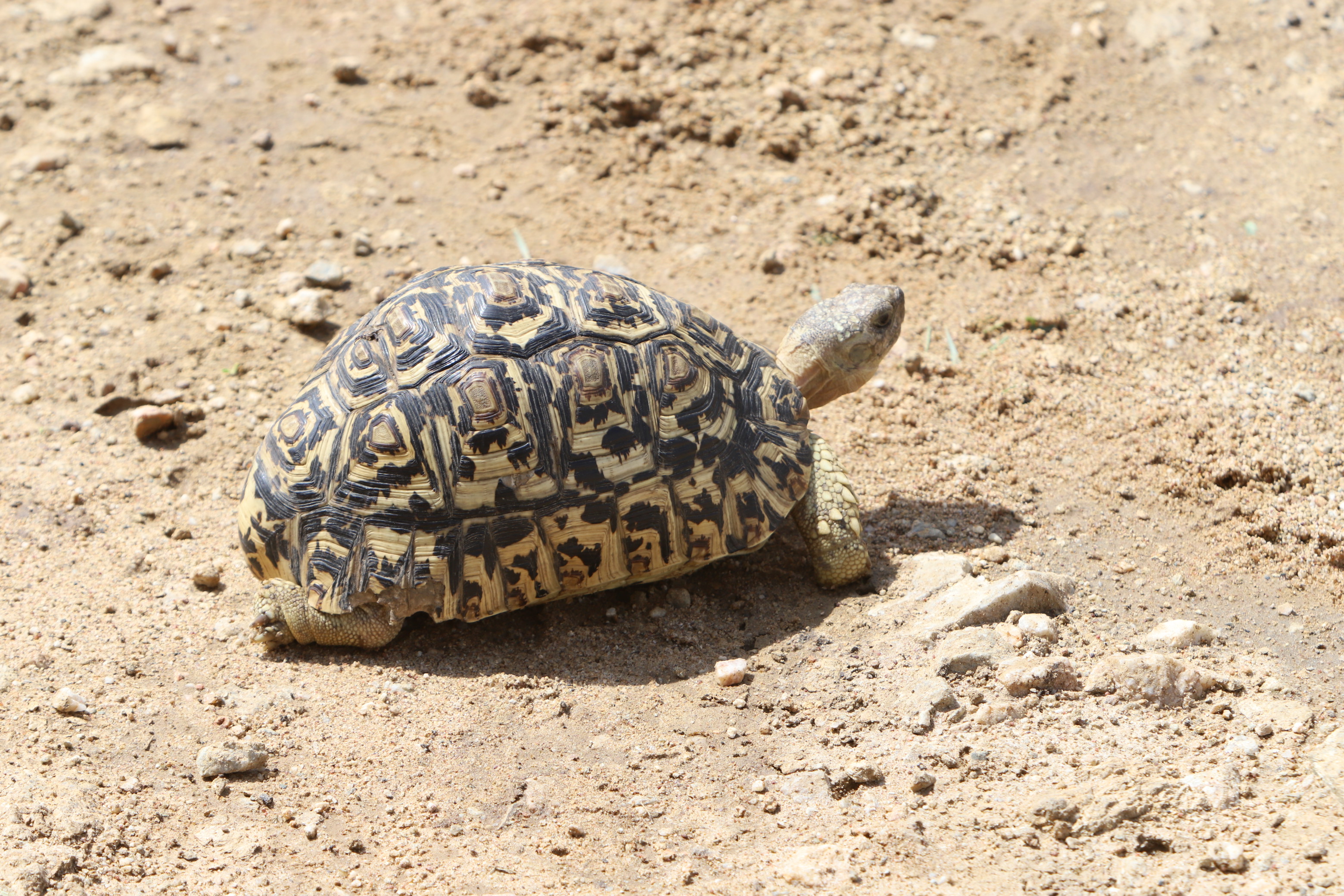 Leopardenschildkröte