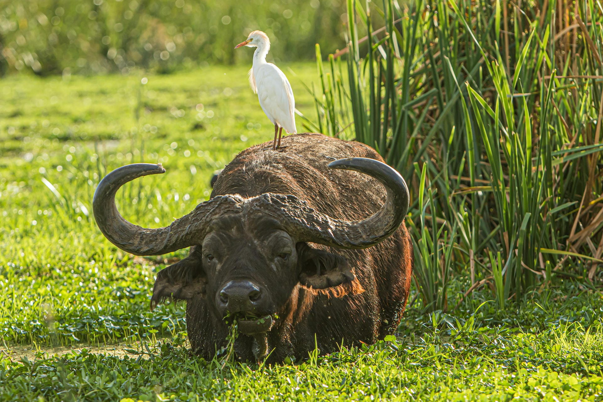 Büffel im Lake Manyara Nationalpark (Tansania)
