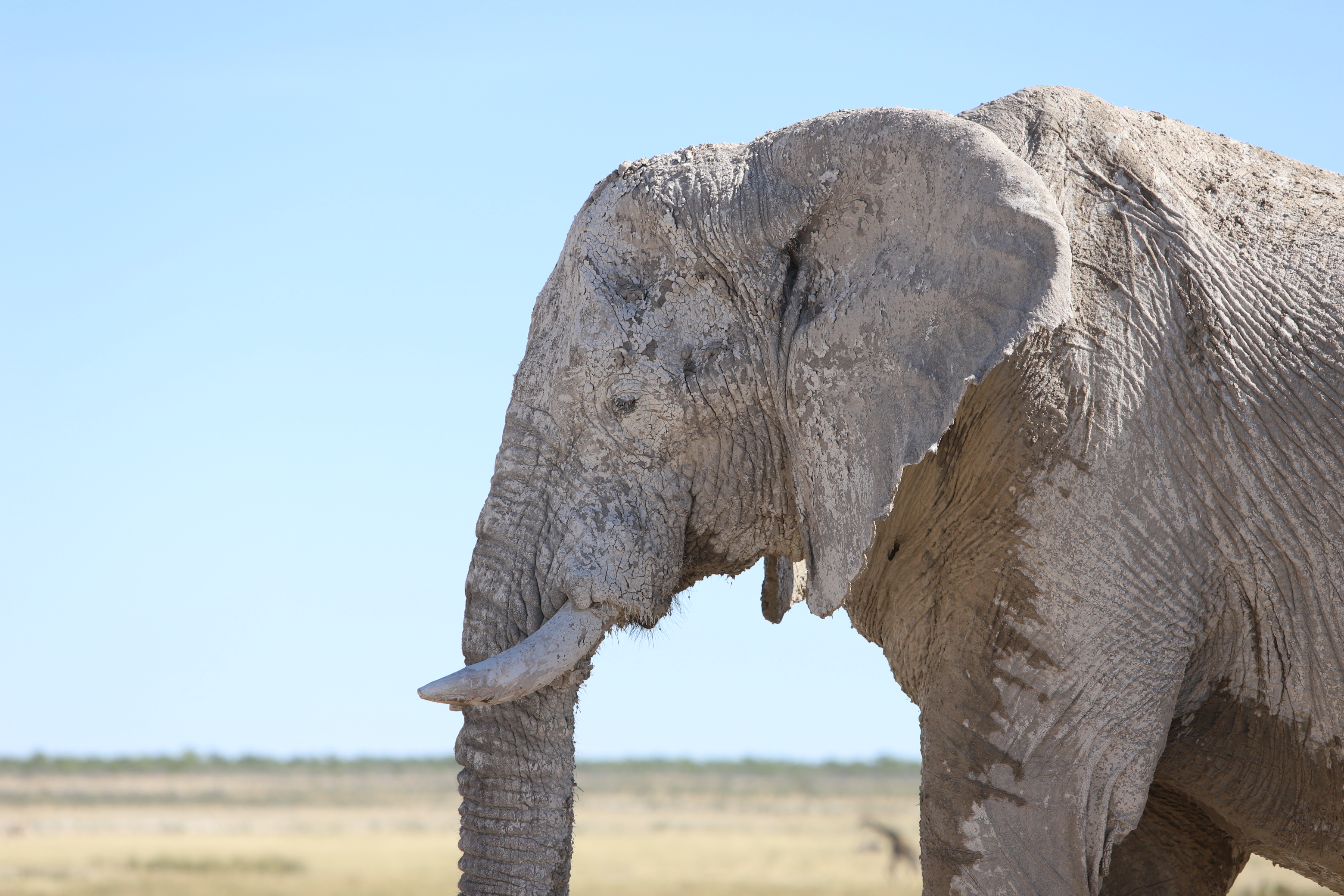 Elefant im Etosha Nationalpark (Namibia)