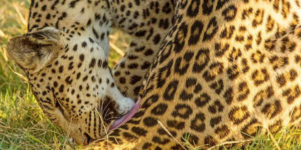 Der Leopard - die Eleganz der Big Five
