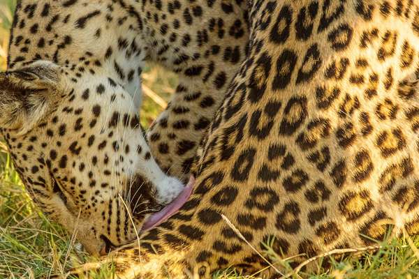 Der Leopard - die Eleganz der Big Five
