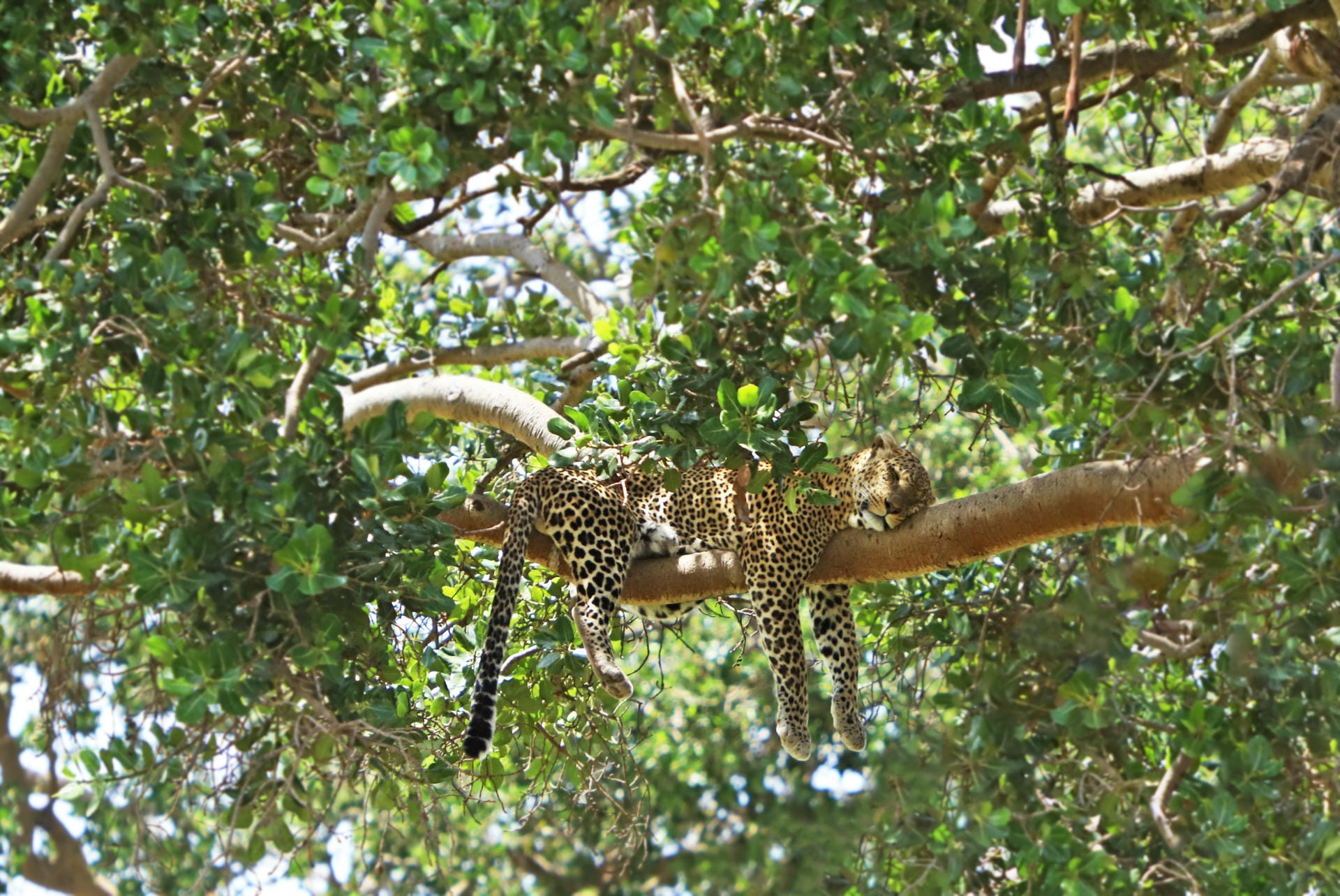 Leopard auf einem Baum (Tansania)