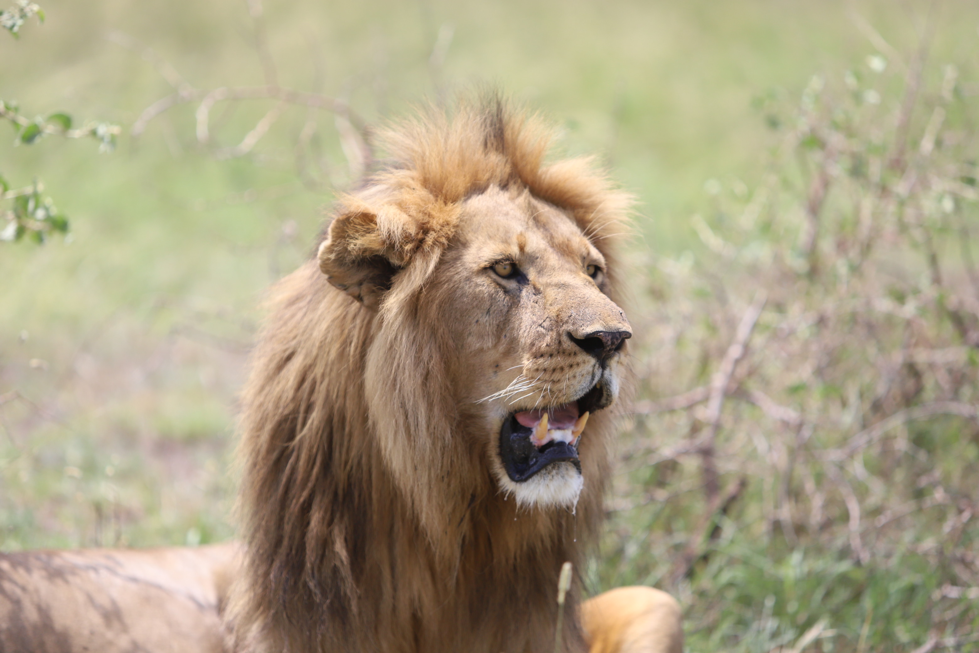 Löwe in der Serengeti (Tansania)