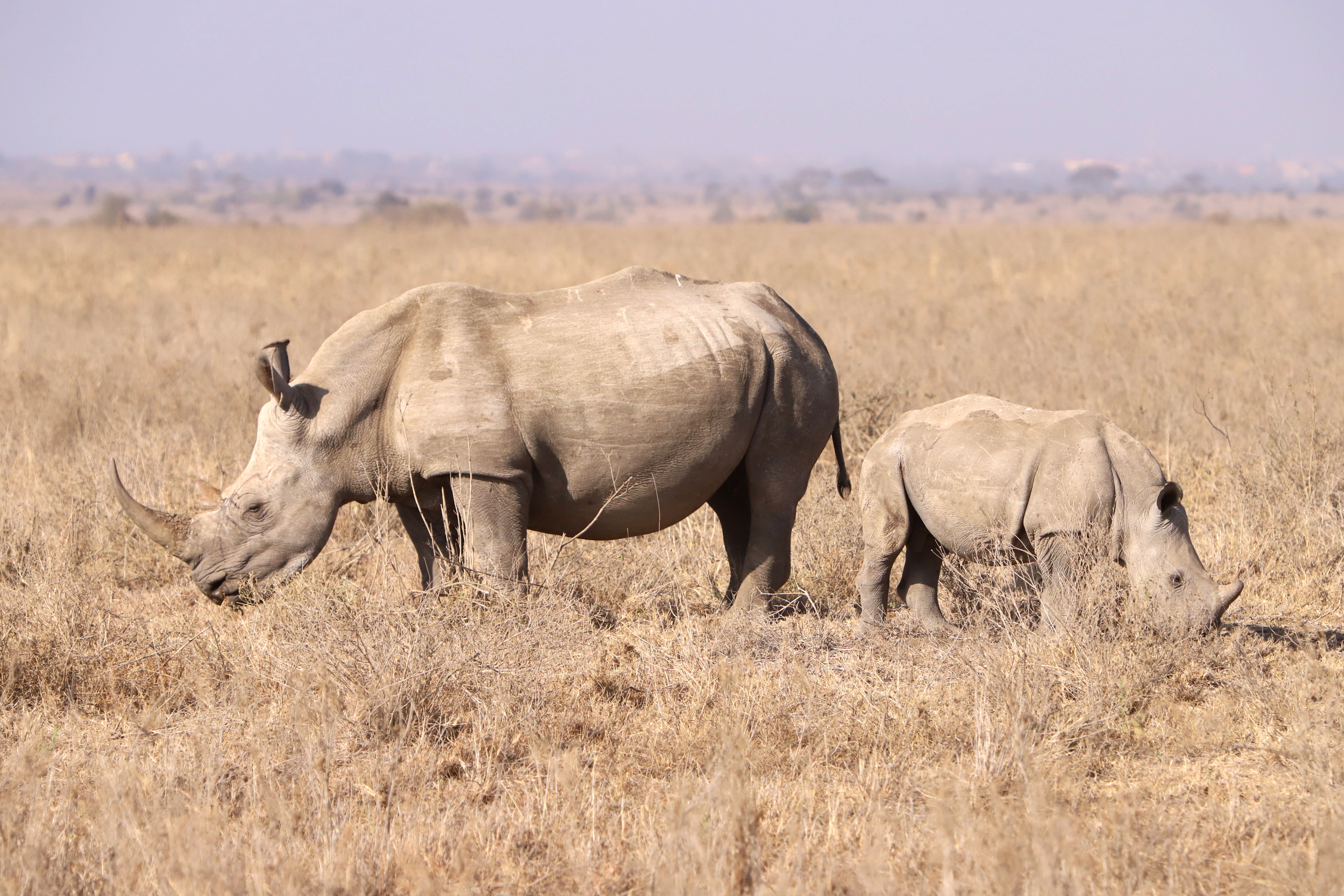 Nashorn im Nairobi Nationalpark (Kenia)