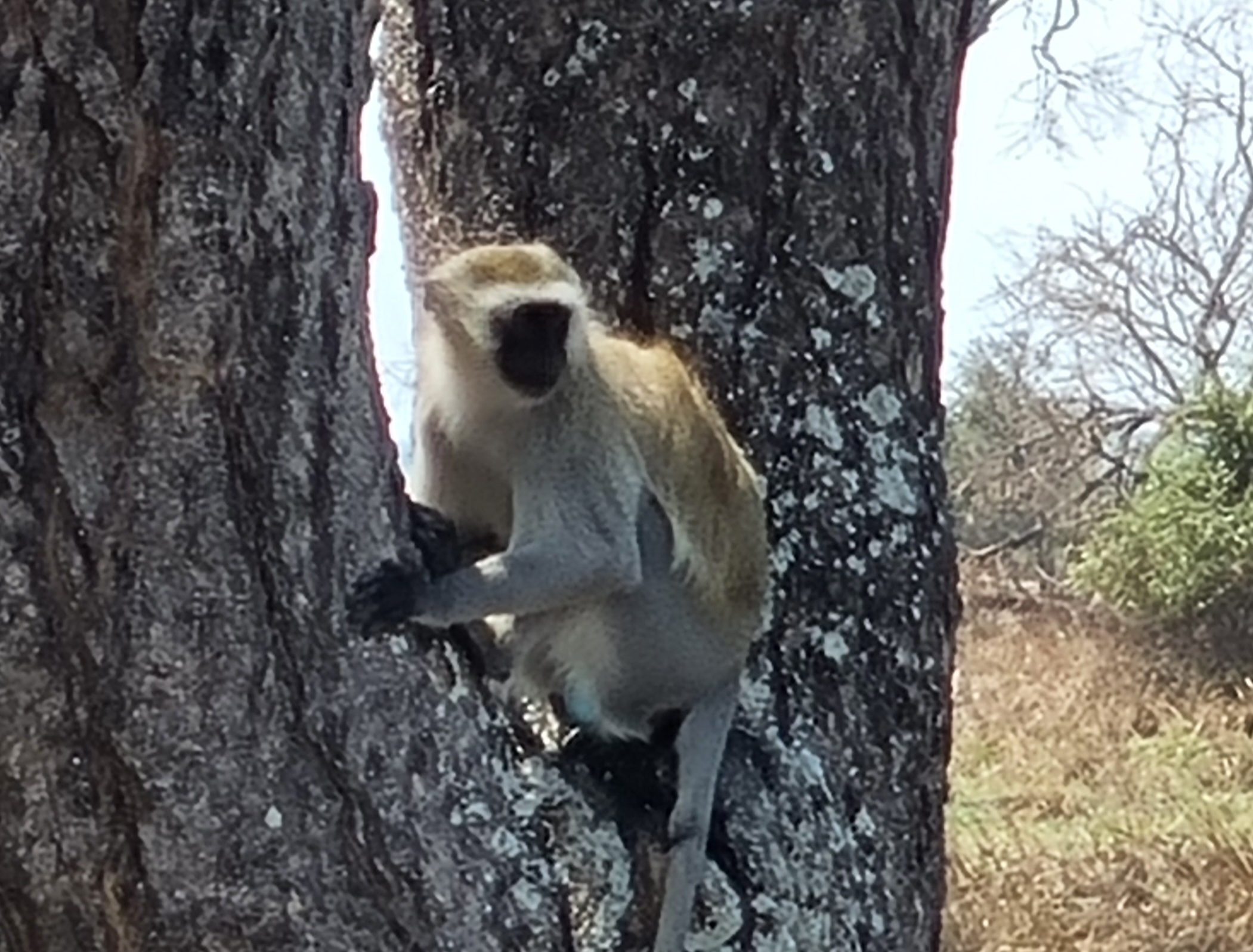 Blueball Monkeys in Gombe