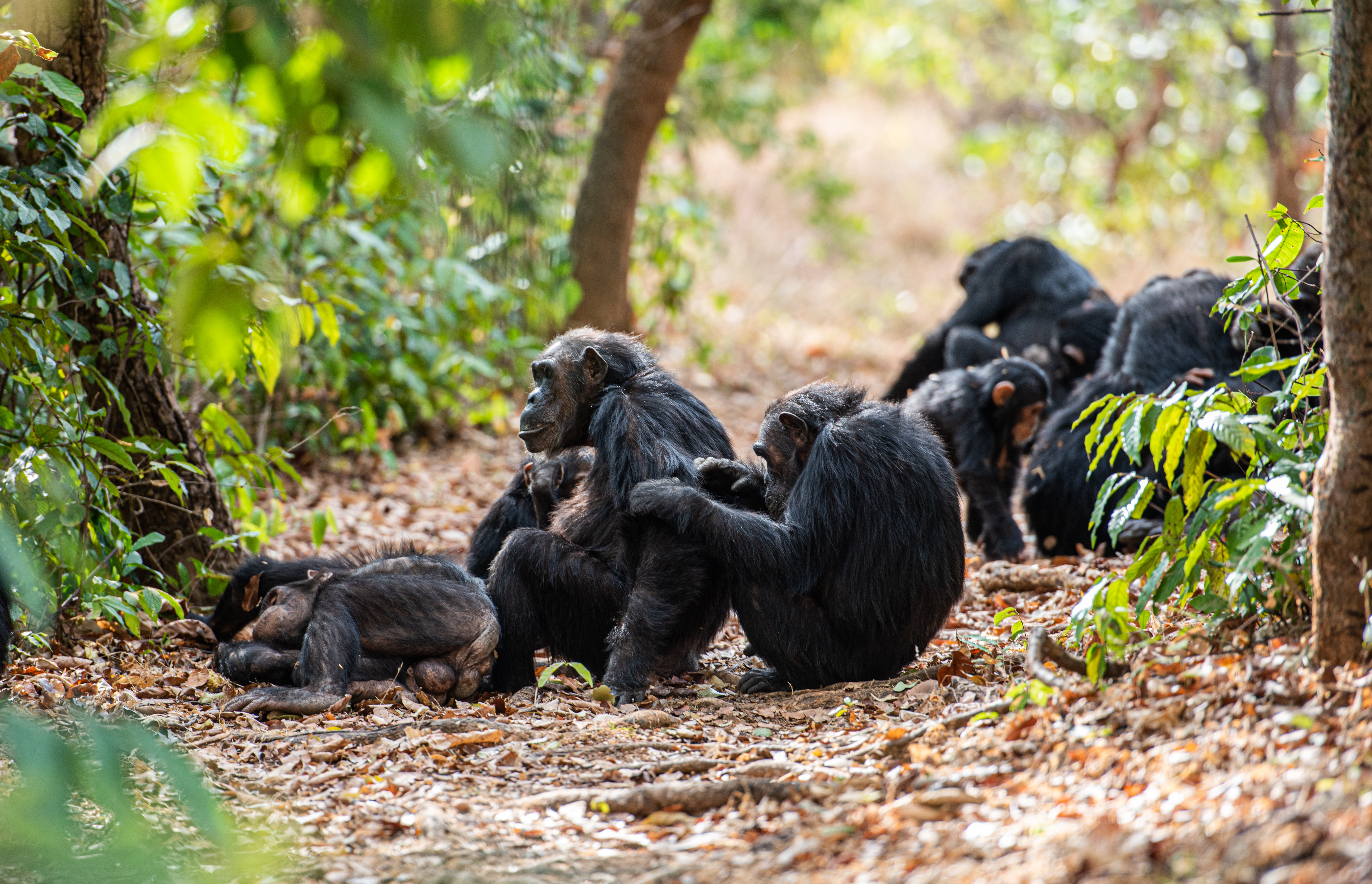 Schimpansenfamilie im Gombe Nationalpark