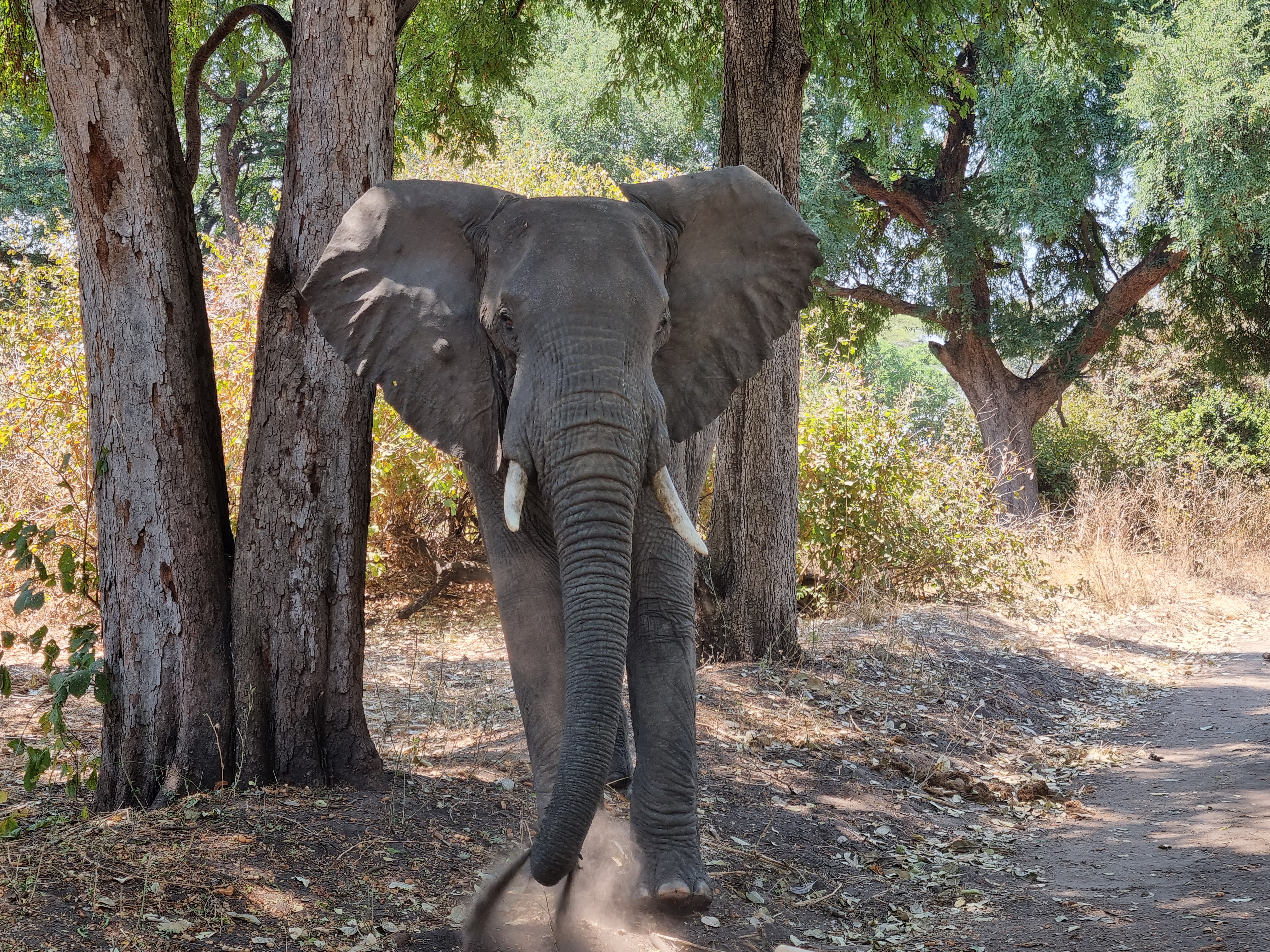 Elefant im Katavi Nationalpark