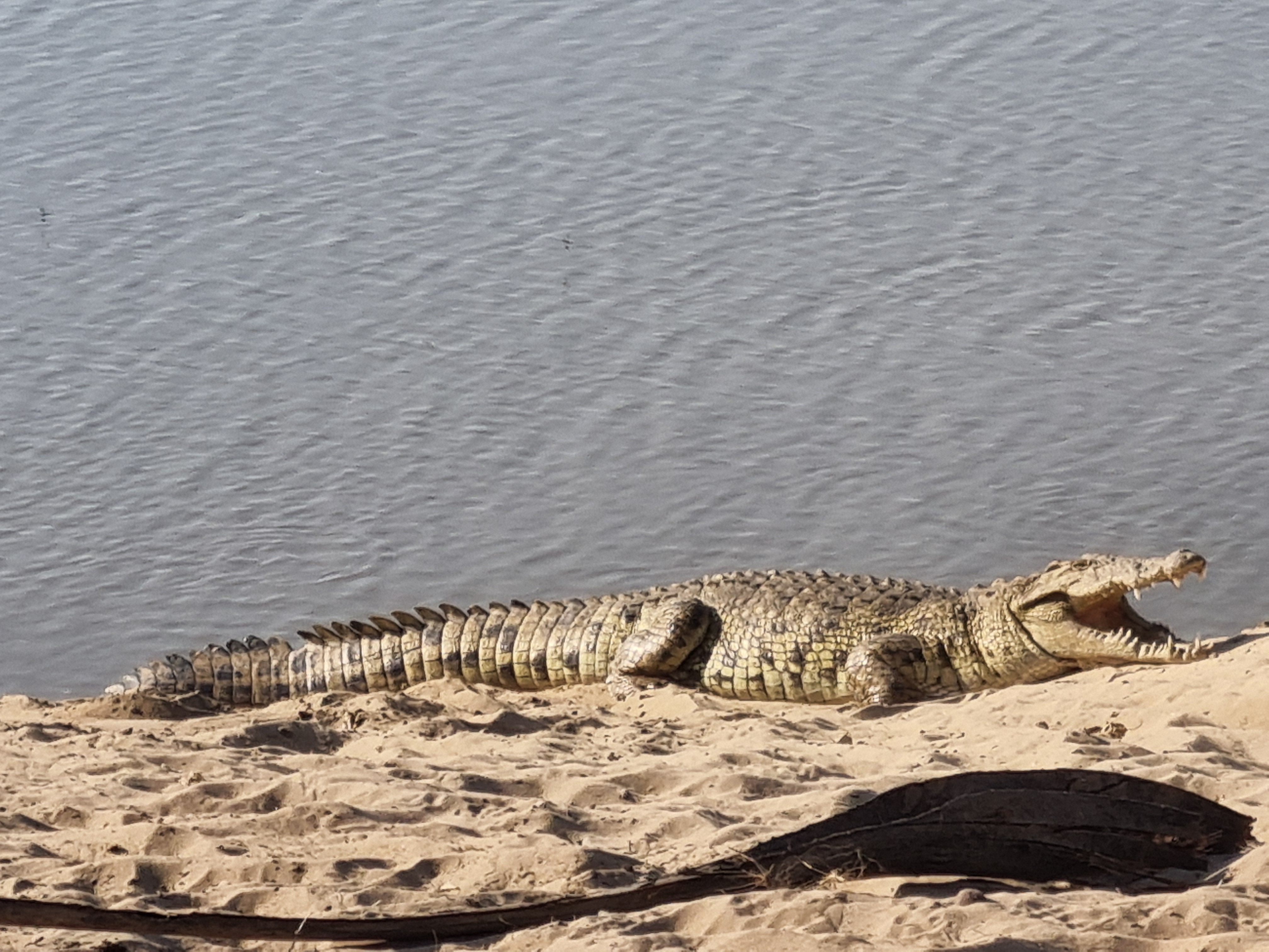Krokodil im Katavi Nationalpark