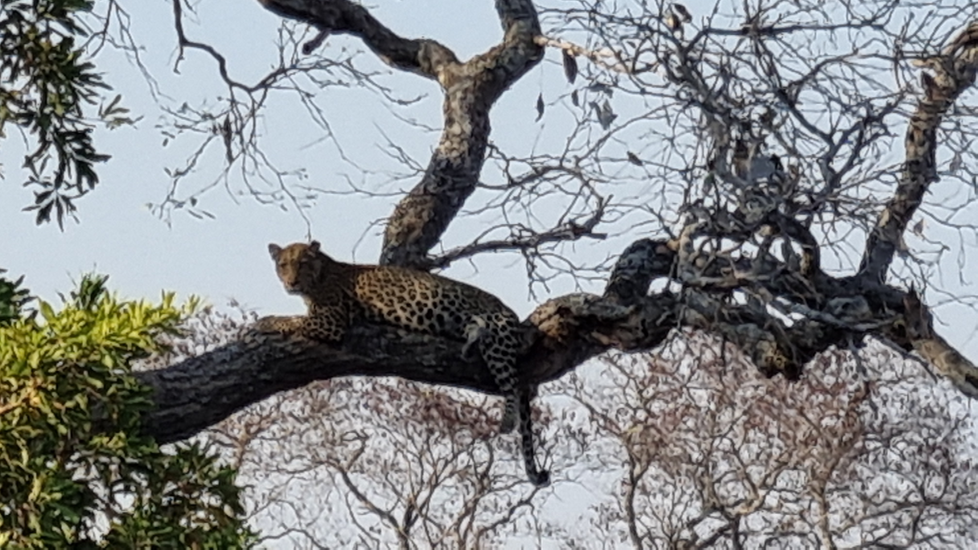 Leopard auf einem Baum