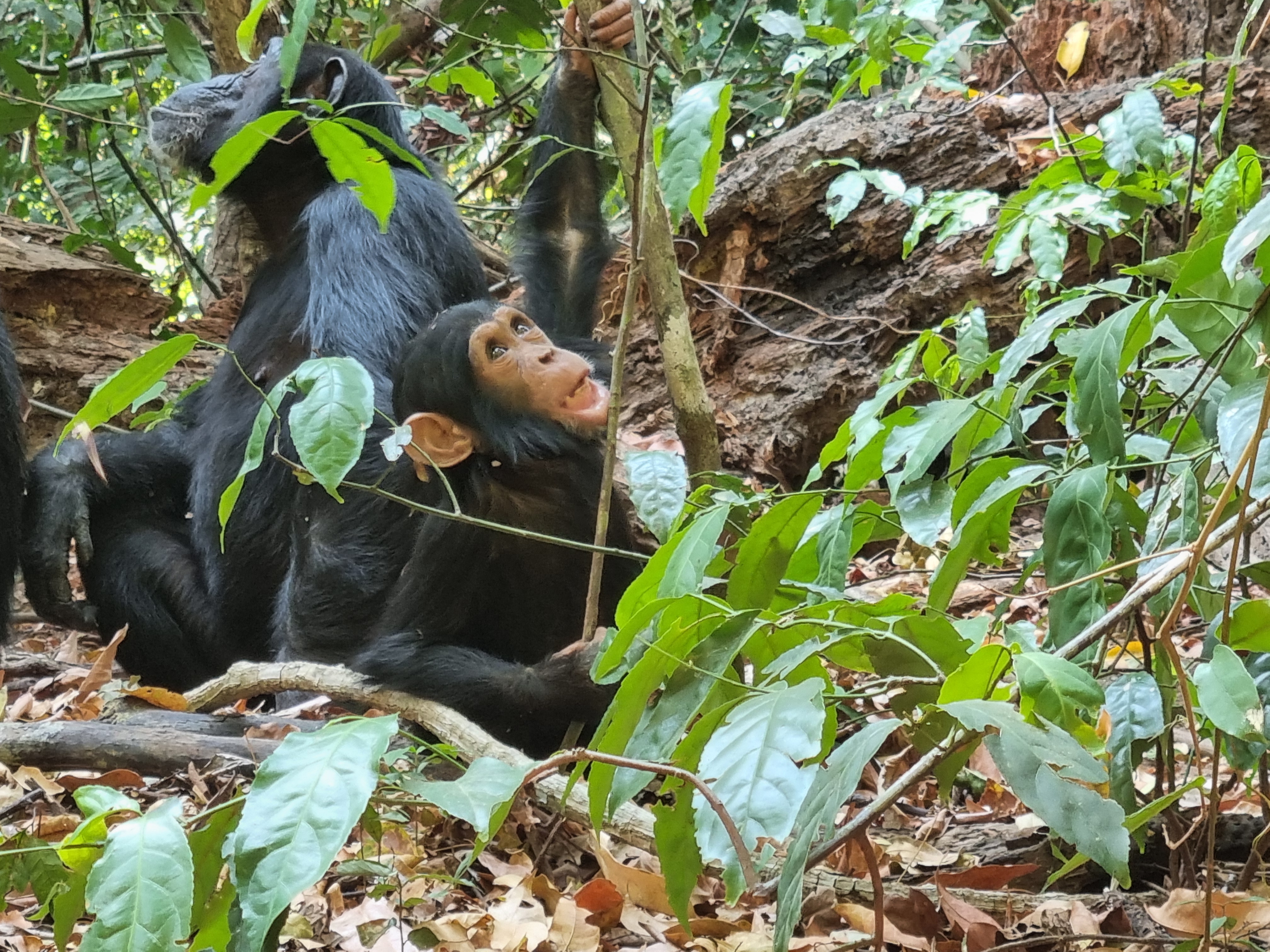 Schimpansen im Wald von Gombe