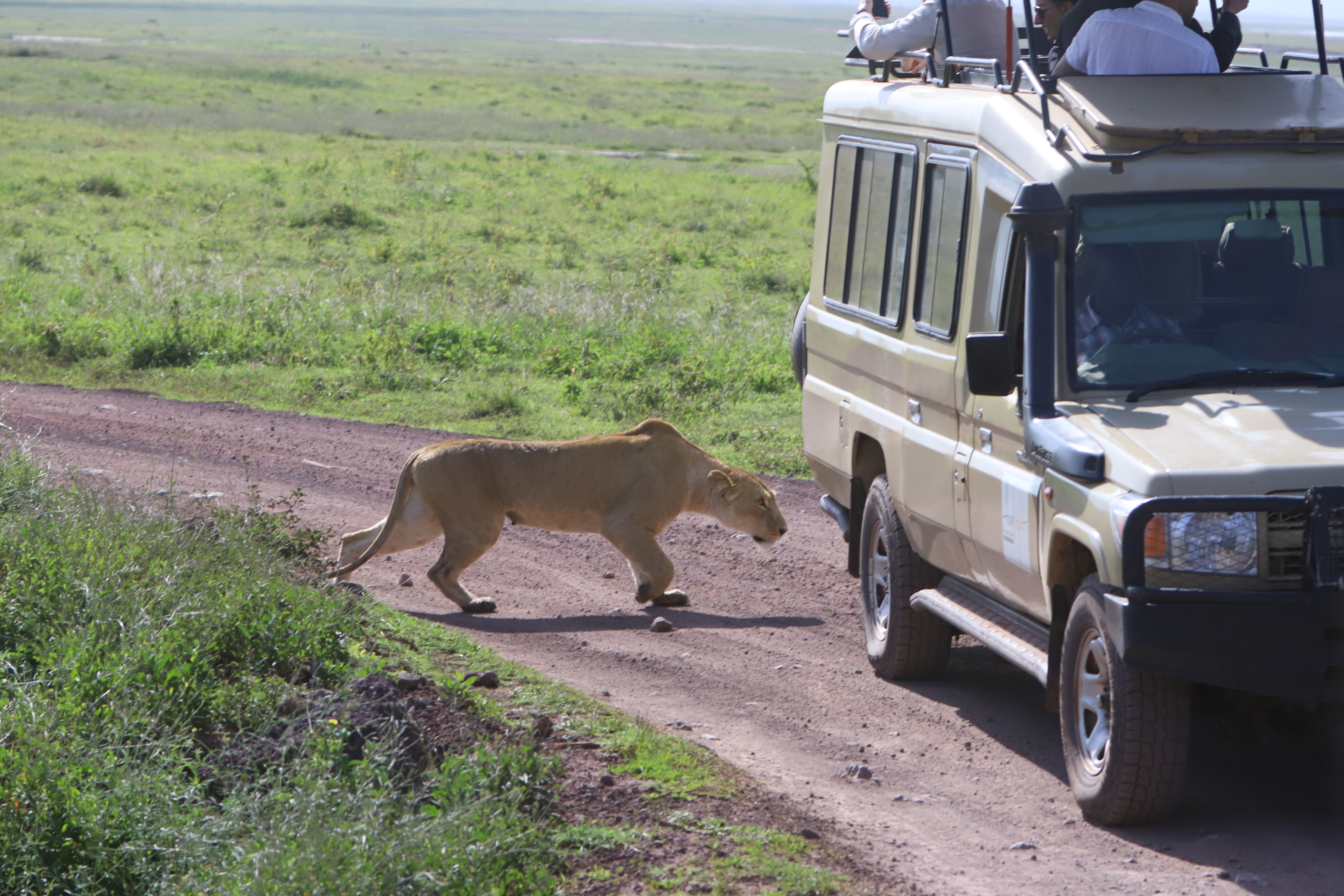 Ein Löwe schleicht sich um das Auto, während der Guide für die Sicherheit der Gäste und das Tierwohl sorgt