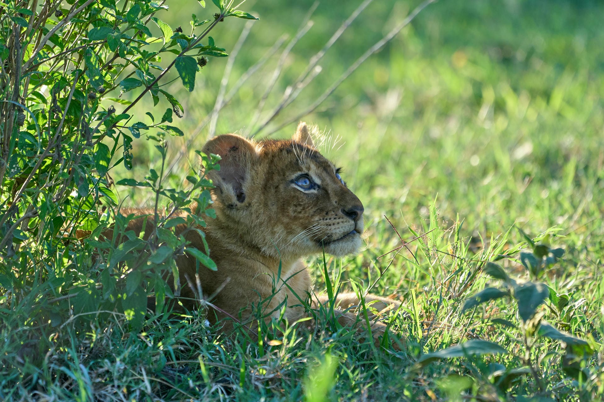Löwen-Baby im Ngorongoro Krater