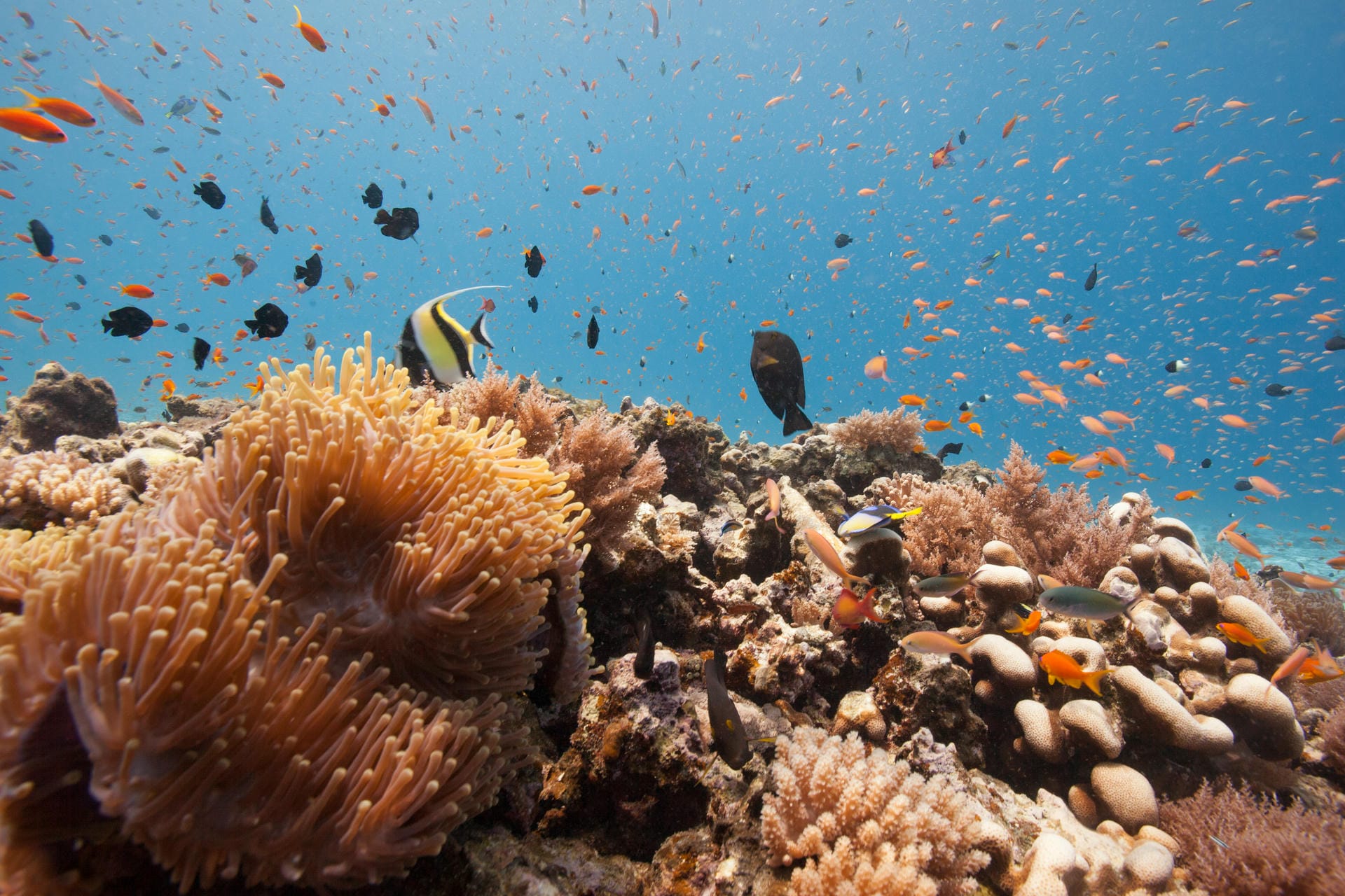 Einmal abtauchen und die Unterwasserwelt geniessen