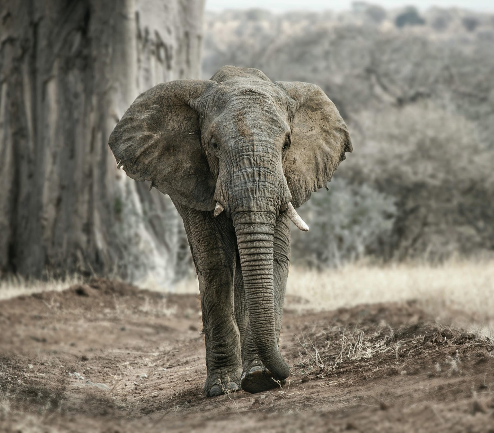 Elefant im Tarangire Nationalpark