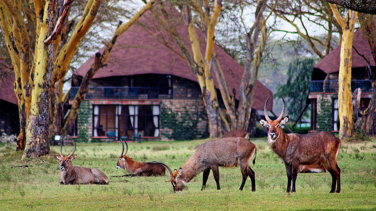 Lake Naivasha Sopa Lodge (Kenia)