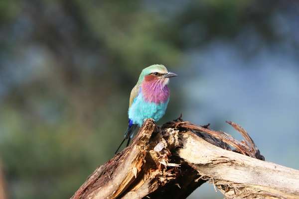 Gabelracke - bunter Vogel der Serengeti