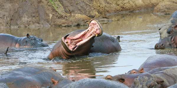 Hippo am gähnen