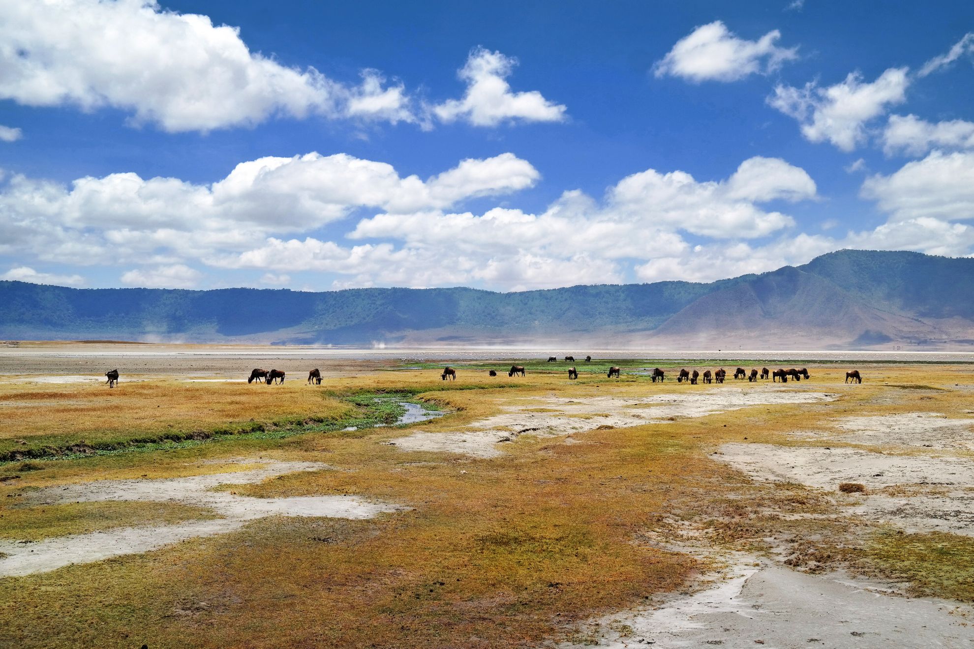 Gnus im Ngorongoro Krater