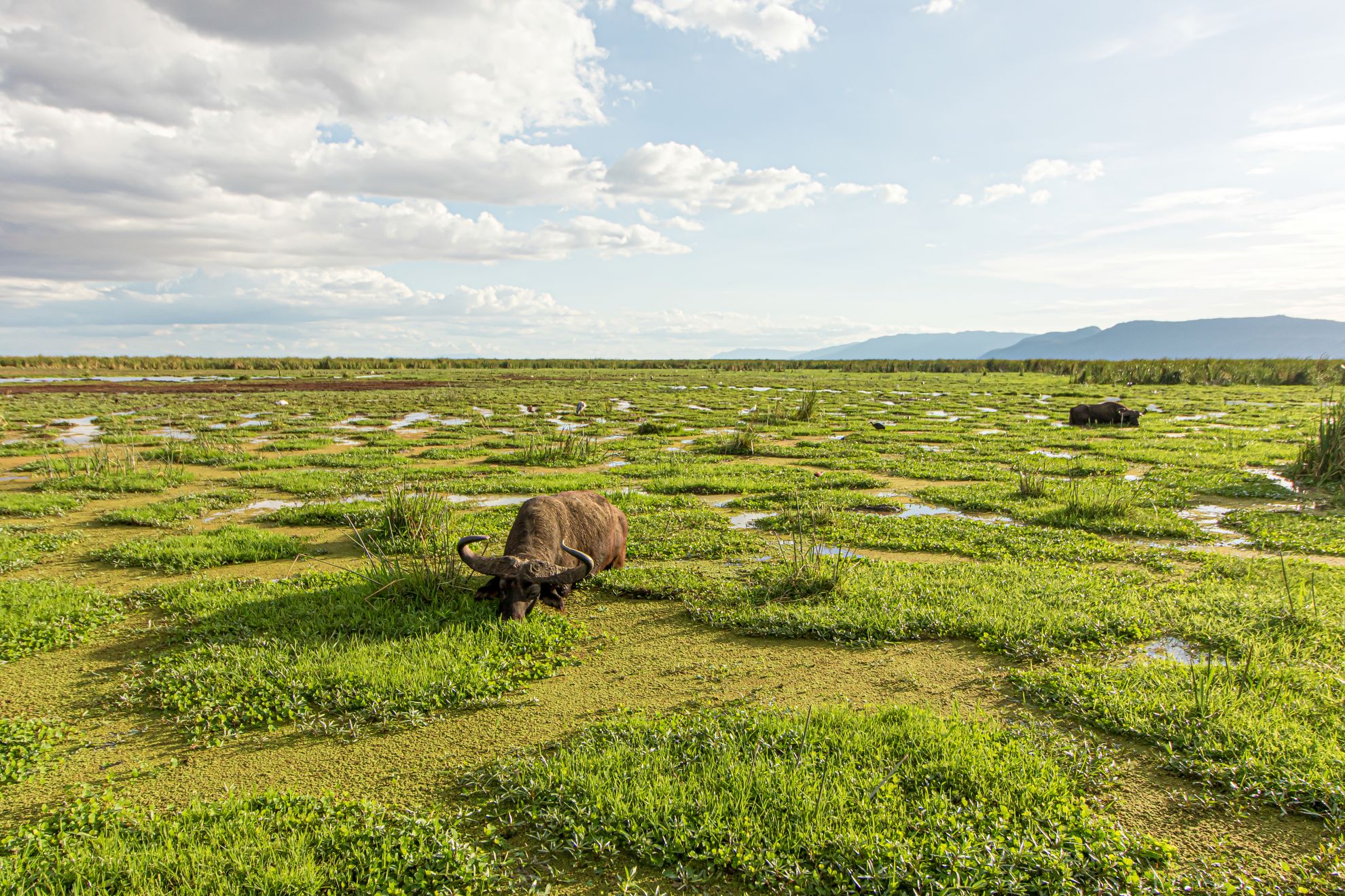Büffel im Lake Manyara Nationalpark
