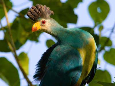 Vogelparadies