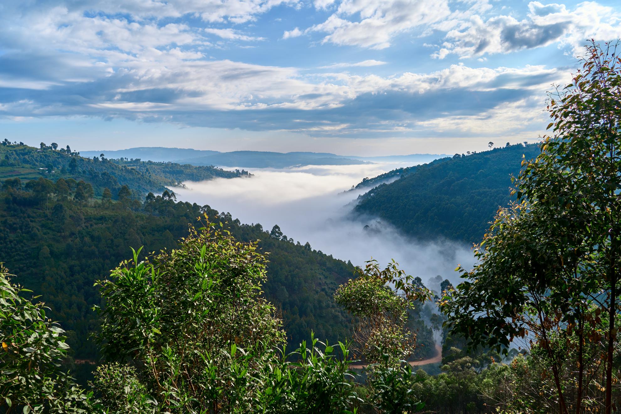 Aussicht über den Kibale Nationalpark