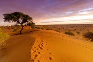 Rote Dünen in der Kalahari
