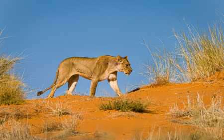 Löwe in Kgalagadi