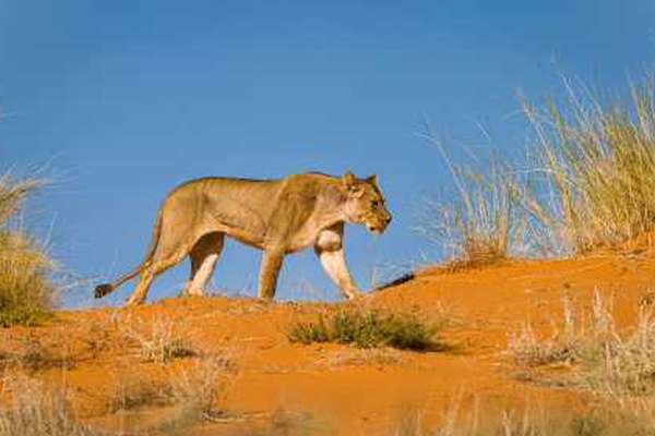 Löwe in Kgalagadi
