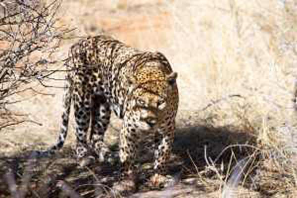 Leopard bei Okonjima