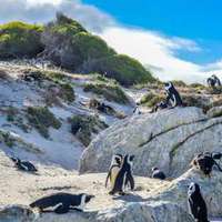 Pinguine am Boulders Beach