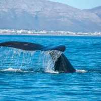 Wal vor der Küste in Hermanus