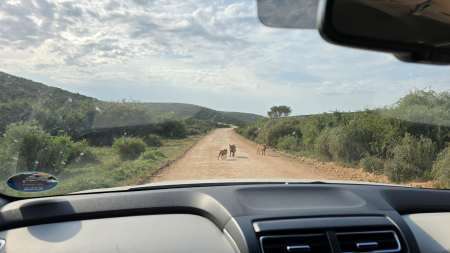 Self Drive Safari im Addo Elephant Nationalpark