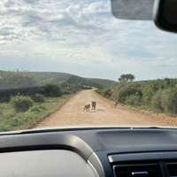 Self Drive Safari im Addo Elephant Nationalpark