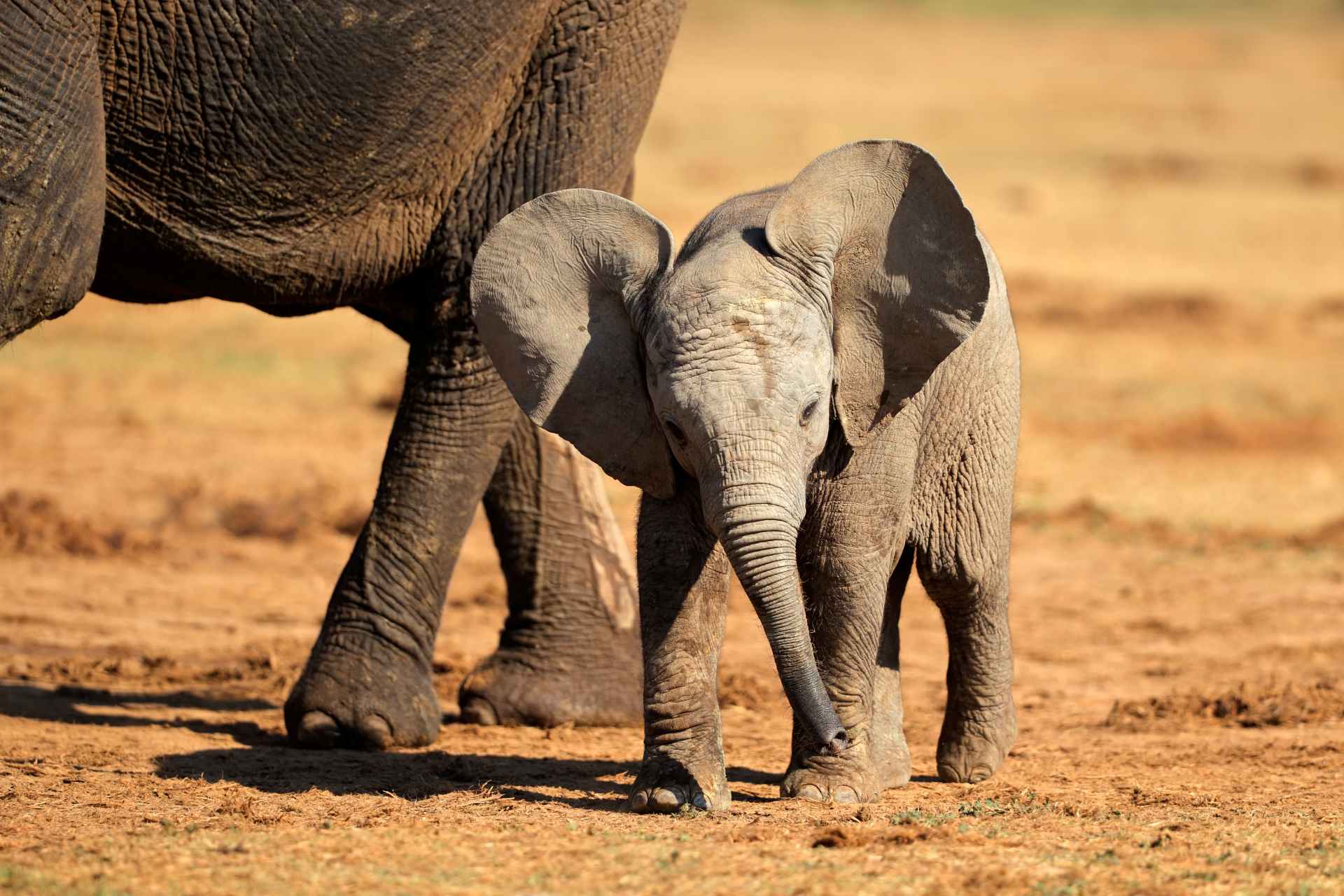 Baby Elefant im Addo Elephant Nationalpark