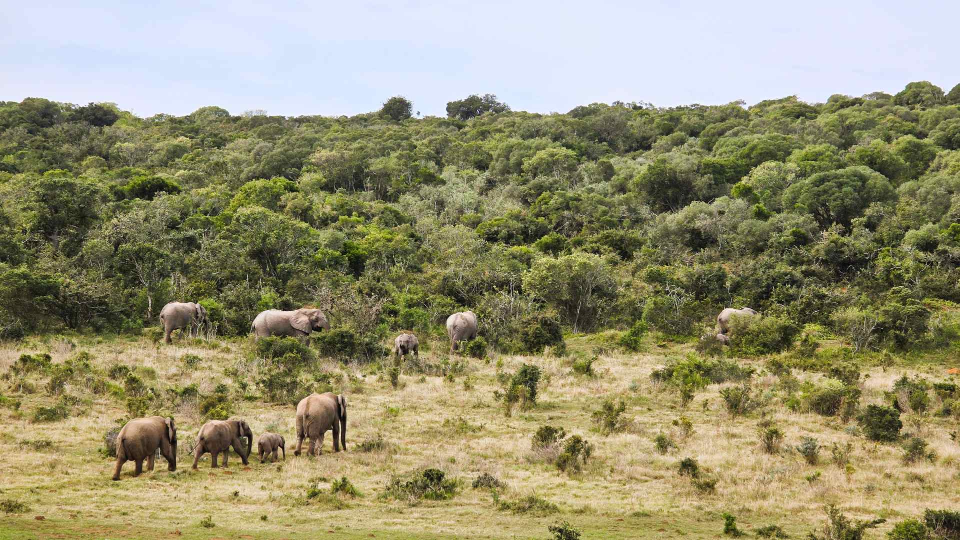 Elefantenherde läuft im Buschland von Addo