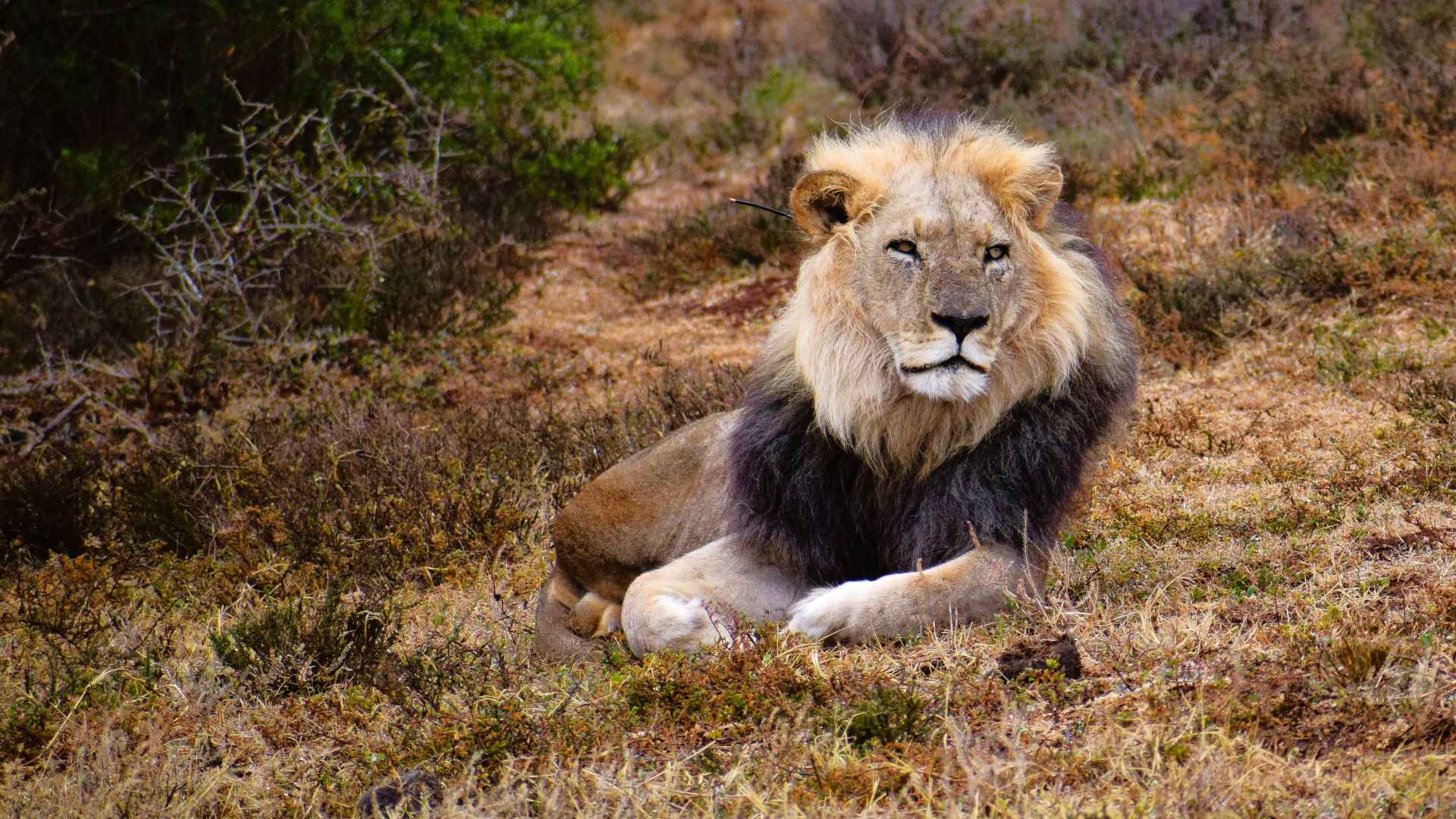 Löwe im Buschland von Addo