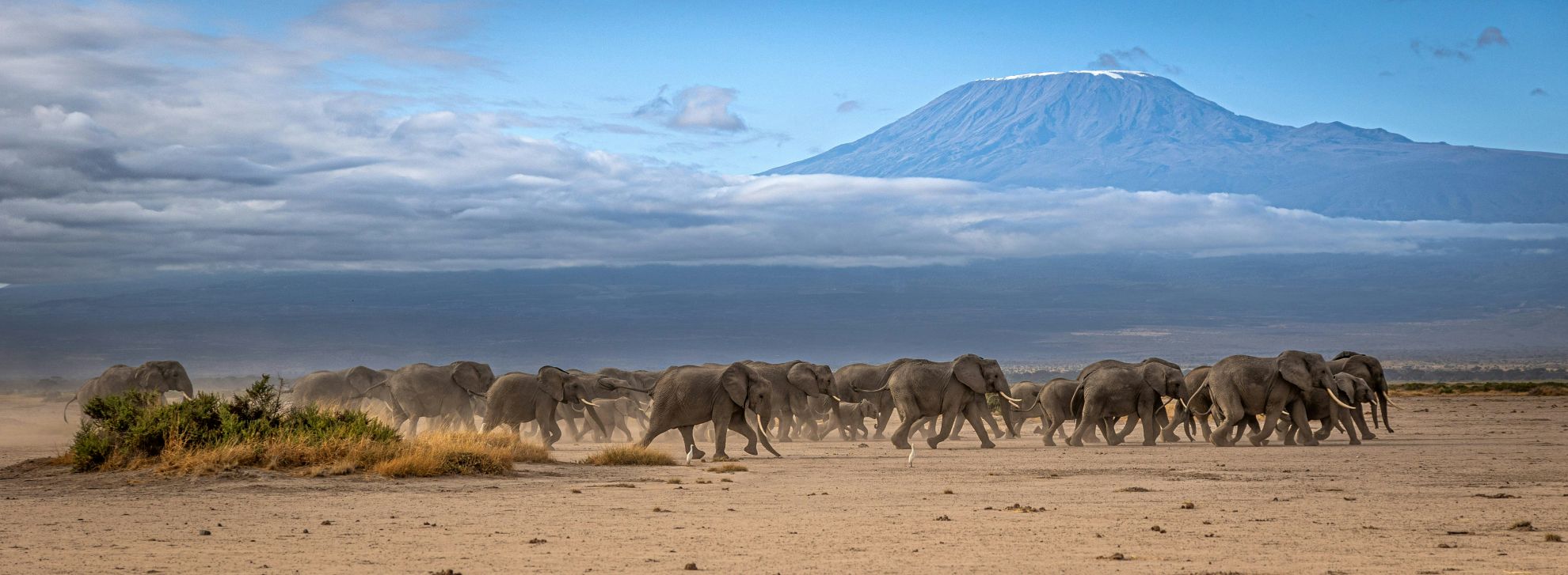 Elefanten vor dem Kilimandscharo im Amboseli Nationalpark