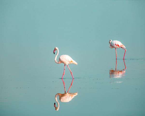 Vogelbeobachtung im Amboseli