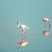 Vogelbeobachtung im Amboseli