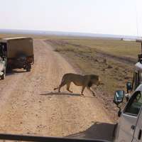 Pirschfahrt im Amboseli Nationalpark