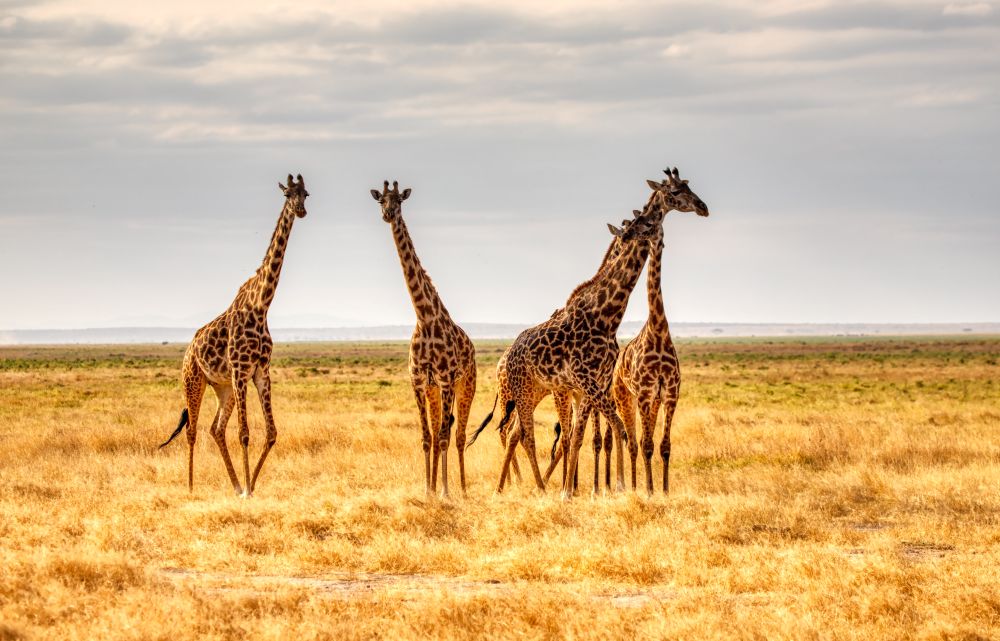Giraffen im Amboseli