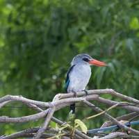 Kingfisher auf einem Ast