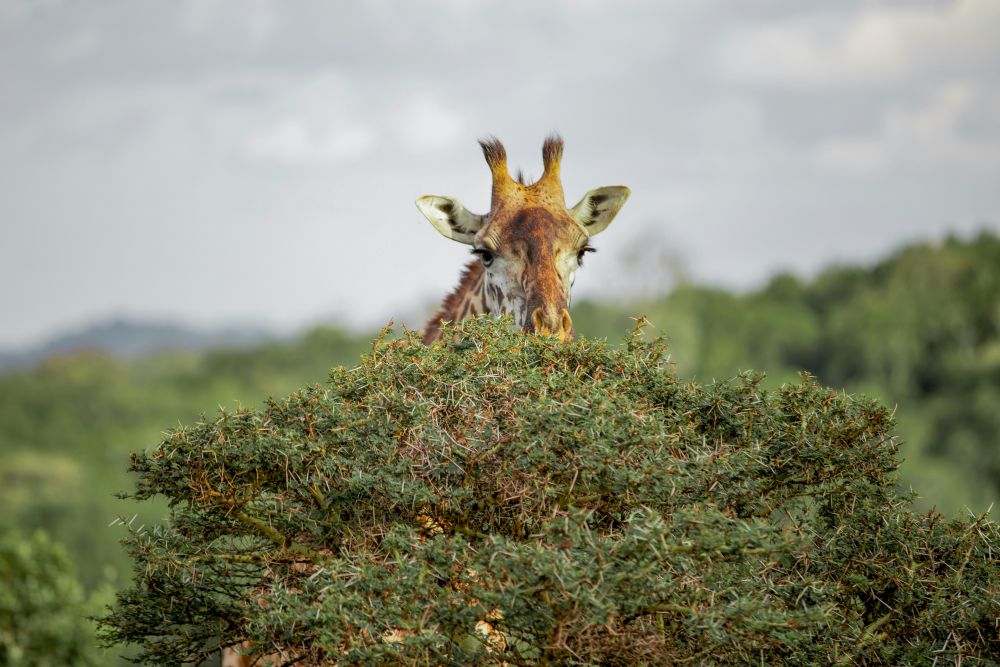 Giraffe im Arusha Nationalpark