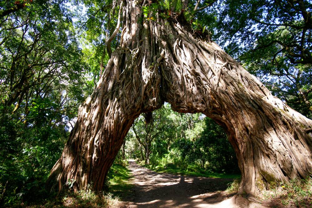 Durchfahrt unter einem Baum.