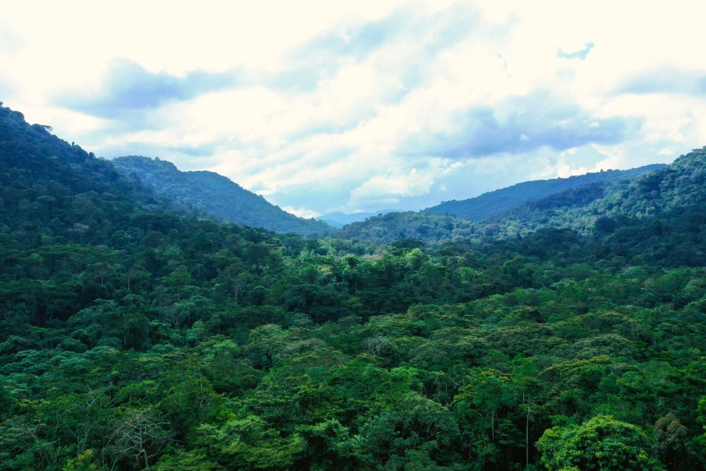 Sicht über den im Bwindi Nationalpark