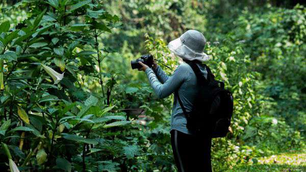 Wanderung im Regenwald von Bwindi