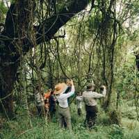 Gorilla Trekking im Bwindi Nationalpark