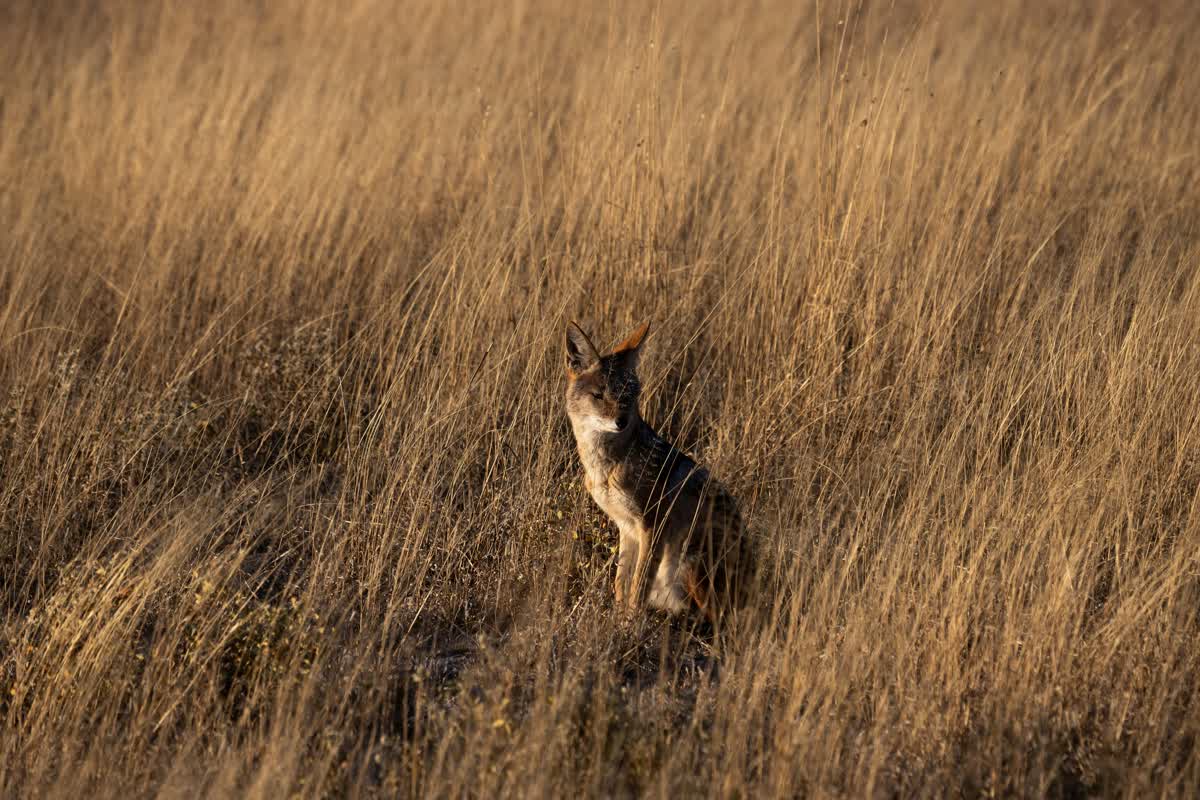 Antelope in tall grass in the Central Kalahari